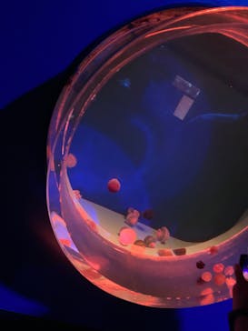 アクアワールド茨城県大洗水族館に投稿された画像（2023/10/3）