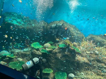 アクアワールド茨城県大洗水族館に投稿された画像（2023/10/3）