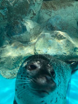 アクアワールド茨城県大洗水族館に投稿された画像（2023/10/3）