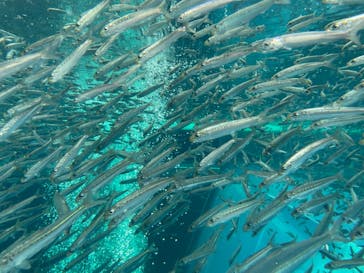 環境水族館アクアマリンふくしまに投稿された画像（2023/10/3）