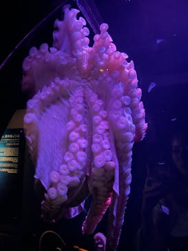 環境水族館アクアマリンふくしまに投稿された画像（2023/10/3）