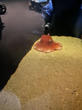 環境水族館アクアマリンふくしまに投稿された画像（2023/10/3）