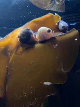 環境水族館アクアマリンふくしまに投稿された画像（2023/10/3）