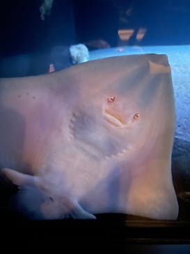 環境水族館アクアマリンふくしまに投稿された画像（2023/10/3）