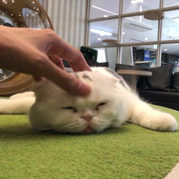 猫カフェモカ　アルシェ大宮店に投稿された画像（2023/10/3）