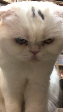 猫カフェモカ　アルシェ大宮店に投稿された画像（2023/10/3）