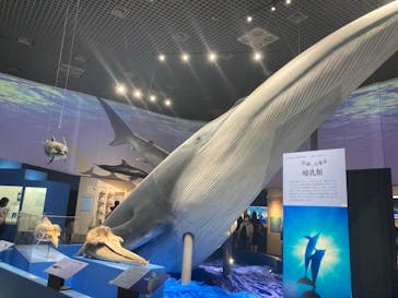 特別展「海　―生命のみなもと―」（国立科学博物館）に投稿された画像（2023/10/3）