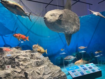 特別展「海　―生命のみなもと―」（国立科学博物館）に投稿された画像（2023/10/3）
