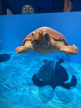 特別展「海　―生命のみなもと―」（国立科学博物館）に投稿された画像（2023/10/3）