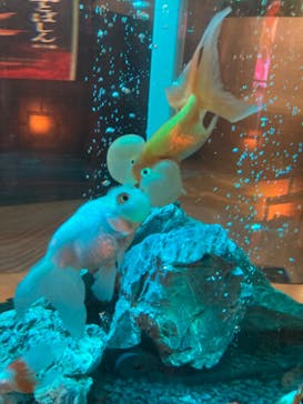 NARA KINGYO MUSEUMに投稿された画像（2023/10/3）