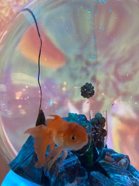 NARA KINGYO MUSEUMに投稿された画像（2023/10/3）