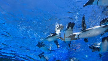 サンシャイン水族館に投稿された画像（2023/10/3）