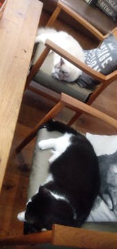 猫カフェモカ　池袋東口店に投稿された画像（2023/10/3）