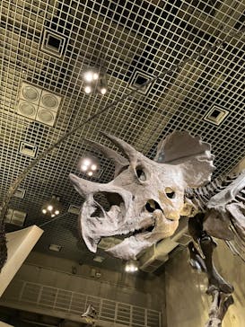 国立科学博物館に投稿された画像（2023/10/3）