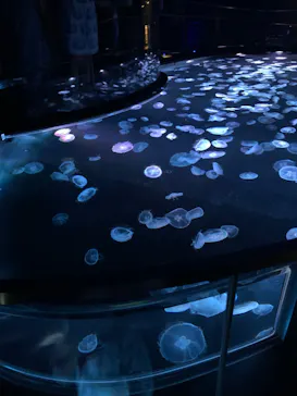 すみだ水族館に投稿された画像（2023/10/3）