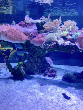 すみだ水族館に投稿された画像（2023/10/3）