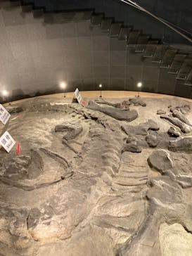 福井県立恐竜博物館に投稿された画像（2023/10/3）