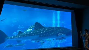 沖縄美ら海水族館に投稿された画像（2023/10/3）