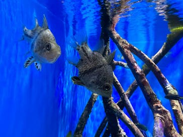 沖縄美ら海水族館に投稿された画像（2023/10/3）