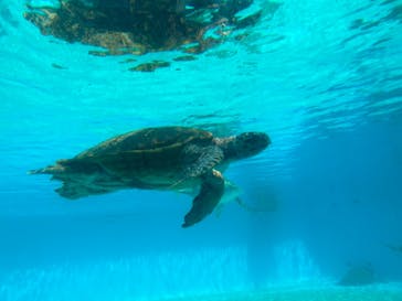 沖縄美ら海水族館に投稿された画像（2023/10/3）