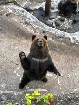 のぼりべつクマ牧場に投稿された画像（2023/10/4）
