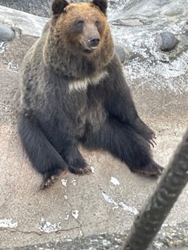 のぼりべつクマ牧場に投稿された画像（2023/10/4）