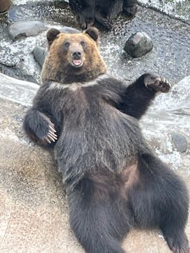 のぼりべつクマ牧場に投稿された画像（2023/10/4）