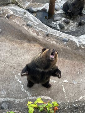 のぼりべつクマ牧場に投稿された画像（2023/10/4）