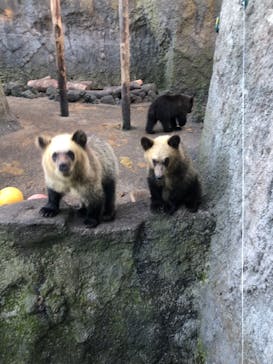 のぼりべつクマ牧場に投稿された画像（2023/10/4）
