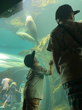 しながわ水族館に投稿された画像（2023/10/4）