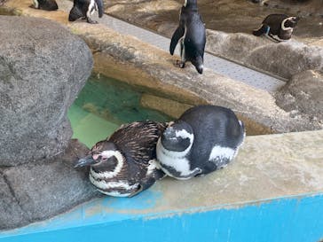 しながわ水族館に投稿された画像（2023/10/4）