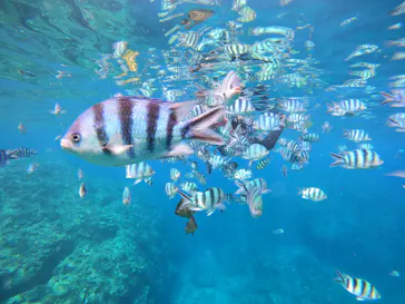 武藤潜水に投稿された画像（2023/10/4）