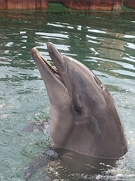 下田海中水族館に投稿された画像（2023/10/4）