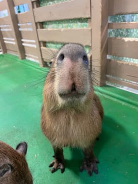 Moff animal world BIGHOPガーデンモール印西店に投稿された画像（2023/10/4）