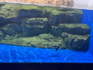 マクセル アクアパーク品川に投稿された画像（2023/10/4）