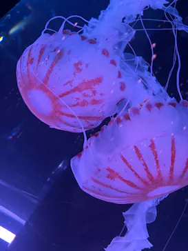 マクセル アクアパーク品川に投稿された画像（2023/10/4）