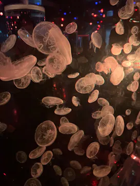 マクセル アクアパーク品川に投稿された画像（2023/10/4）