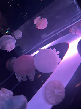 マクセル アクアパーク品川に投稿された画像（2023/10/4）