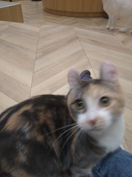 猫カフェモカ　イオンモール水戸内原店に投稿された画像（2023/10/4）