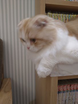 猫カフェモカ　イオンモール水戸内原店に投稿された画像（2023/10/4）