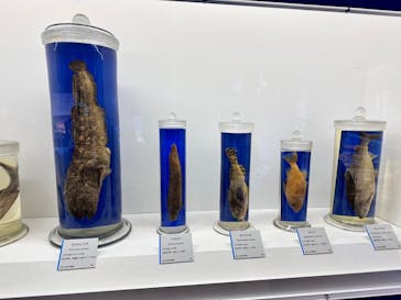 特別展「海　―生命のみなもと―」（国立科学博物館）に投稿された画像（2023/10/5）