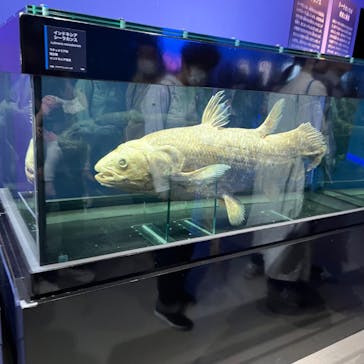 特別展「海　―生命のみなもと―」（国立科学博物館）に投稿された画像（2023/10/5）
