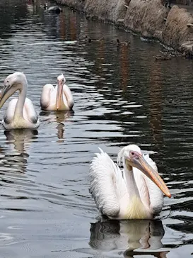 神戸どうぶつ王国に投稿された画像（2023/10/5）