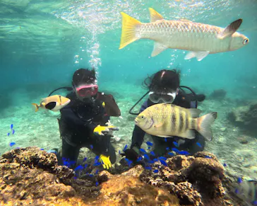 武藤潜水に投稿された画像（2023/10/5）