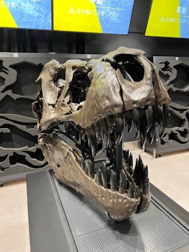 福井県立恐竜博物館に投稿された画像（2023/10/5）