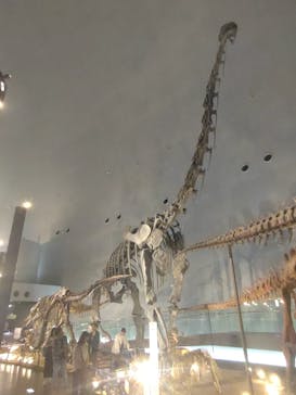 福井県立恐竜博物館に投稿された画像（2023/10/5）