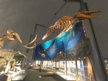 福井県立恐竜博物館に投稿された画像（2023/10/5）