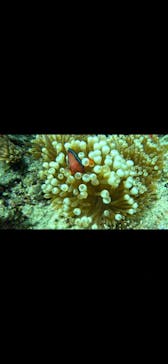 石垣島 ADVENTURE PiPi（イシガキジマアドベンチャーピピ）に投稿された画像（2023/10/5）