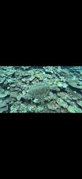 石垣島 ADVENTURE PiPi（イシガキジマアドベンチャーピピ）に投稿された画像（2023/10/5）