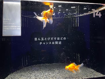 横浜開運水族館 フォーチュンアクアリウムに投稿された画像（2023/10/5）